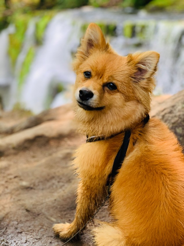 Chico will be part of the support crew